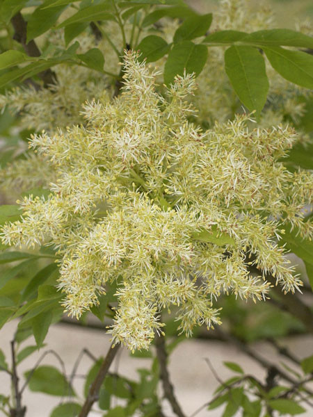 Blumen-Esche (Fraxinus ornus)