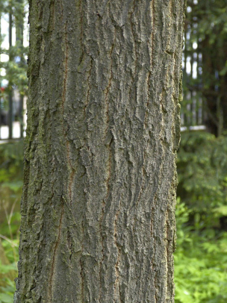 Schindel-Eiche (Quercus imbricaria)