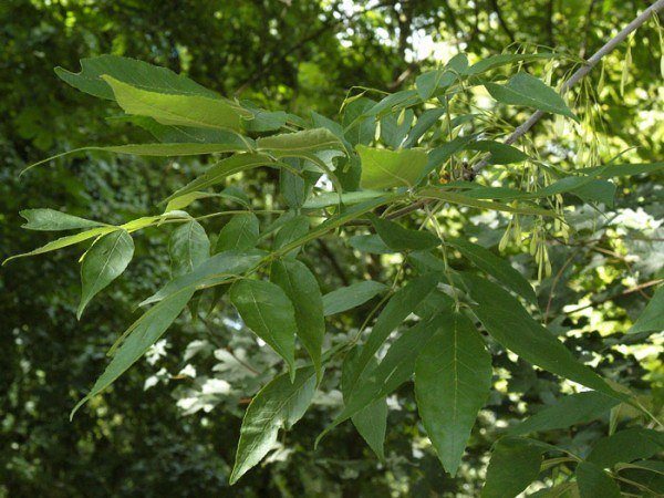 Rot-Esche (Fraxinus pennsylvanica)