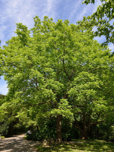 Schwarznuss (Juglans nigra)