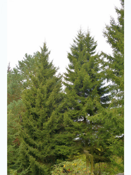 Kaukasus-Fichte (Picea orientalis)