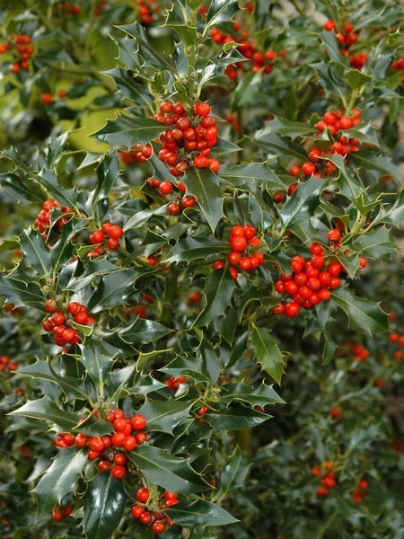 Europäische Stechpalme (Ilex aquifolium)