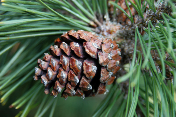 Hakenkiefer/Spirke (Pinus uncinata)