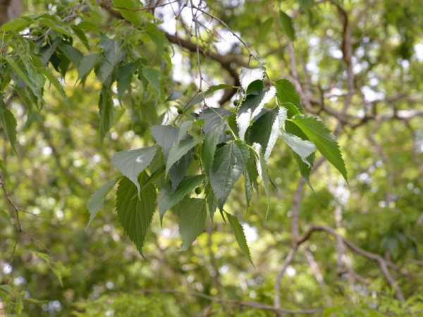 Südlicher Zürgelbaum (Celtis australis)