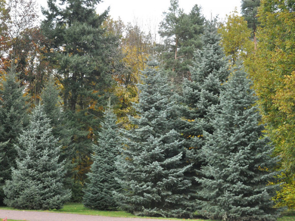 Silbertanne, Koloradotanne , Grautanne (Abies concolor)