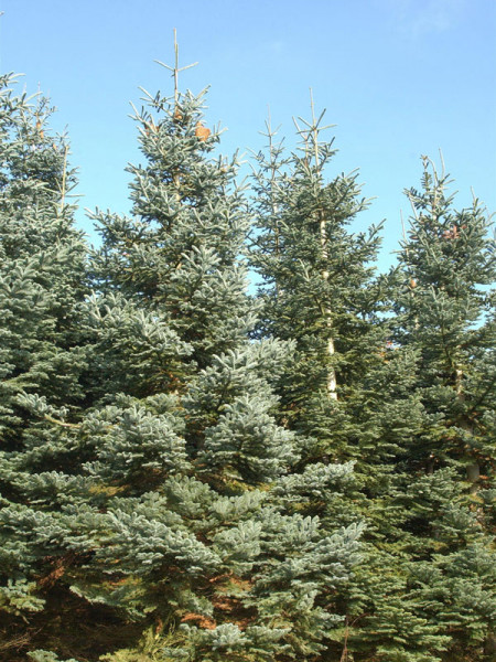 Nobilis, Pazifische Edeltanne (Abies procera/nobilis) Nobilis-Tanne