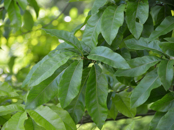 Schindel-Eiche (Quercus imbricaria)