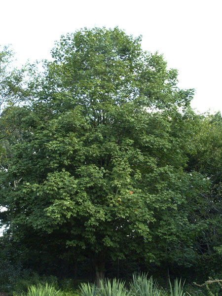 Zucker-Ahorn (Acer saccharum)