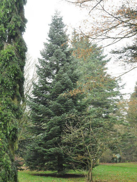 Türkische Tanne (Abies bornmuelleriana)