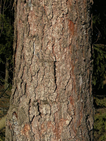 Europaeische Lärche (Larix decidua)