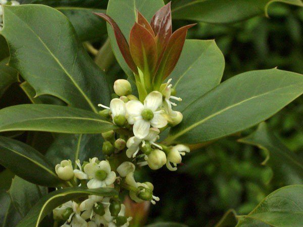 Europäische Stechpalme (Ilex aquifolium)