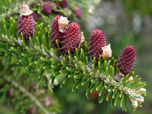 Koreatanne (Abies koreana)