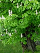 aesculus-hippocastanum