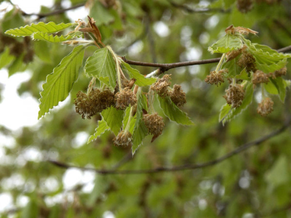 Orient-Buche (Fagus orientalis)