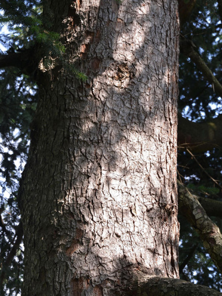 Nordmanntanne (Abies nordmanniana) Samenherkunft: Ambrolauri/Borshomi