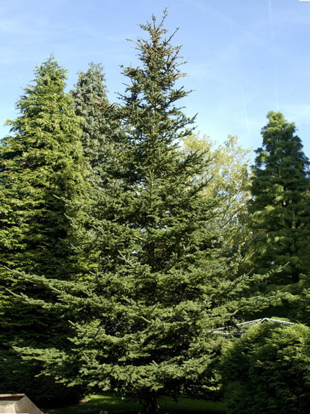 Balsam-Tanne (Abies balsamea)