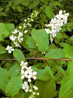 Echte (frühe) Traubenkirsche (Prunus padus)