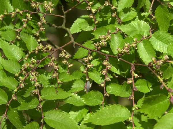 Japanische Zelkove (Zelkova serrata)