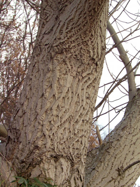 Butternuss (Juglans cinerea)