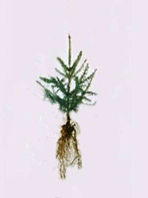 Serbische Fichte (Picea omorica)