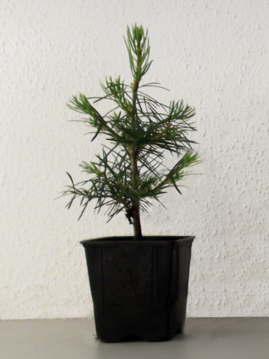 Silbertanne, Koloradotanne , Grautanne (Abies concolor)