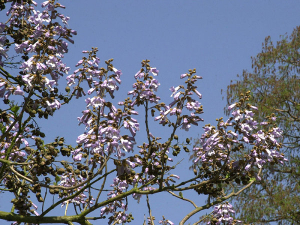 Blauglockenbaum (Paulownia tomentosa)