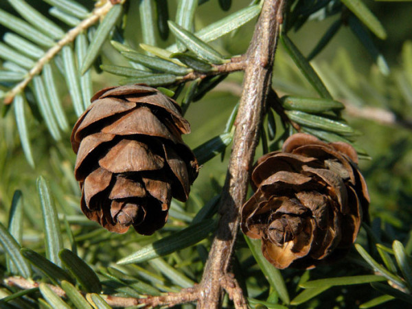 Kanadische Hemlocktanne (Tsuga canadensis)