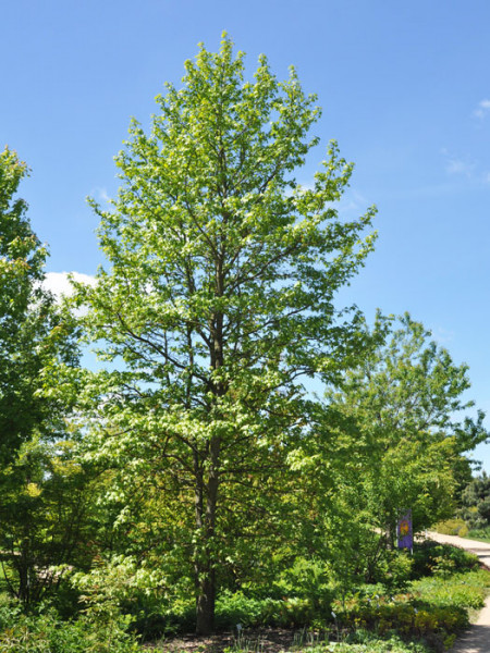 Amberbaum (Liquidambar styraciflua)