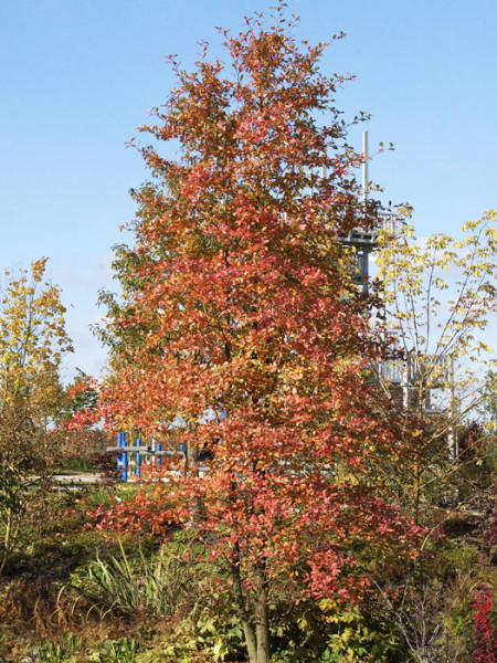 Tupelobaum (Nyssa sylvatica)