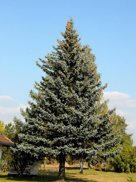 Blaufichte, Blautanne (Picea pungens glauca)