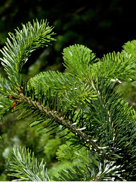 Purpur-Tanne (Abies amabilis)