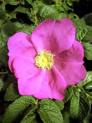 Kartoffelrose, Apfelrose (Rosa rugosa)