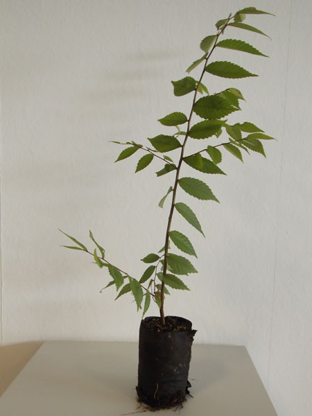 Japanische Zelkove (Zelkova serrata)