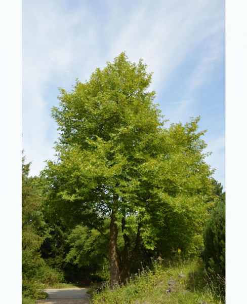 Morgenländische Platane (Platanus orientalis)