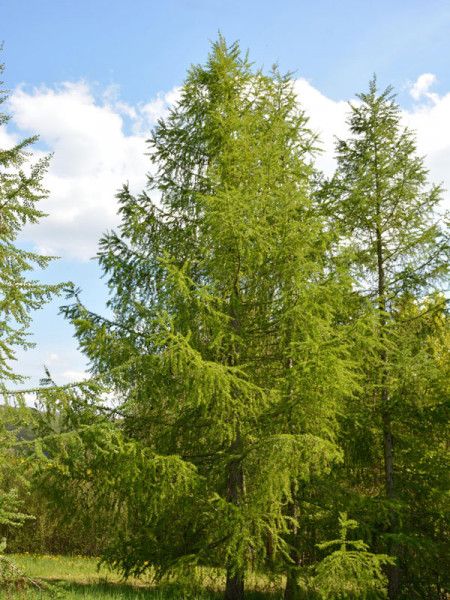 Hybridlärche (Larix x eurolepis) - XL-Produkt