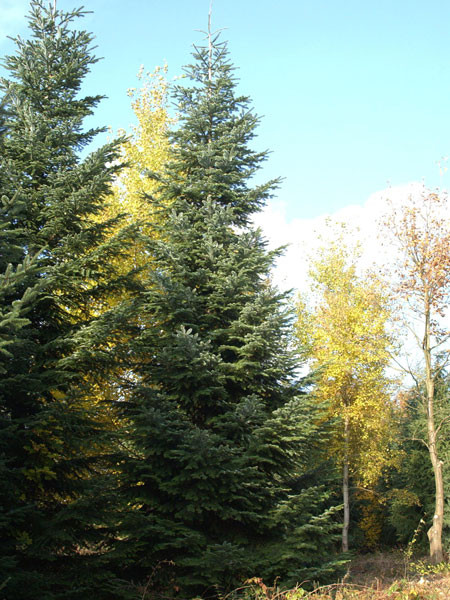 Purpur-Tanne (Abies amabilis)