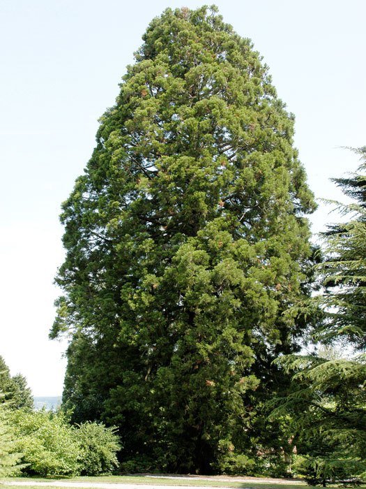 3 Stück Mammutbaum 25-40cm - Sequoiadendron Giganteum Riesenmammutbaum