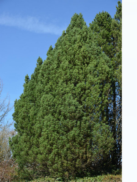 Hakenkiefer/Spirke (Pinus uncinata)