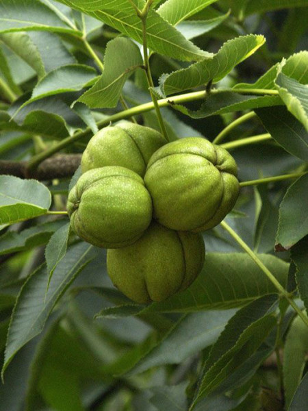 Schuppenrinden-Hickory (Carya ovata)