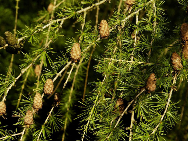 Europaeische Lärche (Larix decidua)