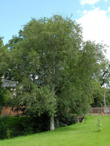 Moorbirke (Betula pubescens)