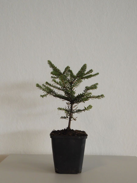 Purpur-Tanne (Abies amabilis)
