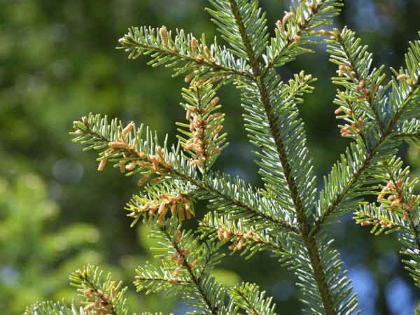 Weisstanne (Abies alba)