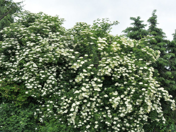 Schwarzer Holunder (Sambucus nigra)