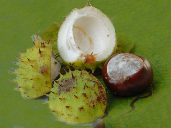 Rosskastanie (Aesculus hippocastaneum)