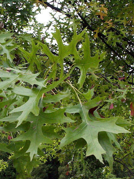 Sumpfeiche (Quercus palustris)