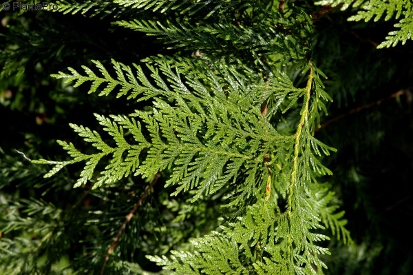 Riesenlebensbaum, Rotzeder (Thuja plicata)