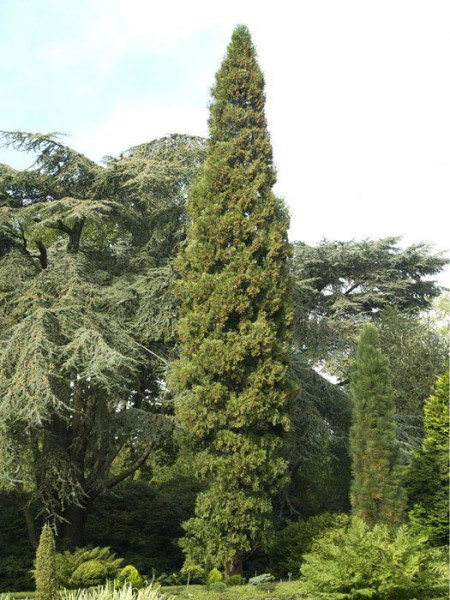 Weihrauchzeder (Calocedrus decurrens)