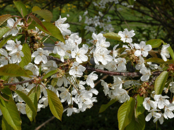 Wildkirsche (Prunus avium) Vogelkirsche