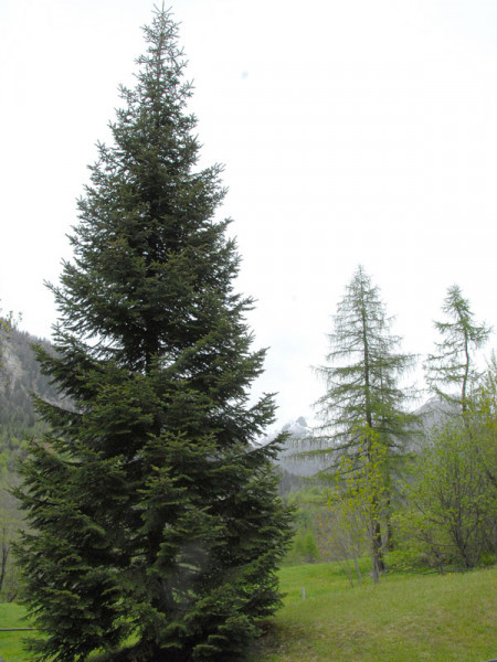 Nordmanntanne (Abies nordmanniana) Samenherkunft: Ambrolauri/Borshomi